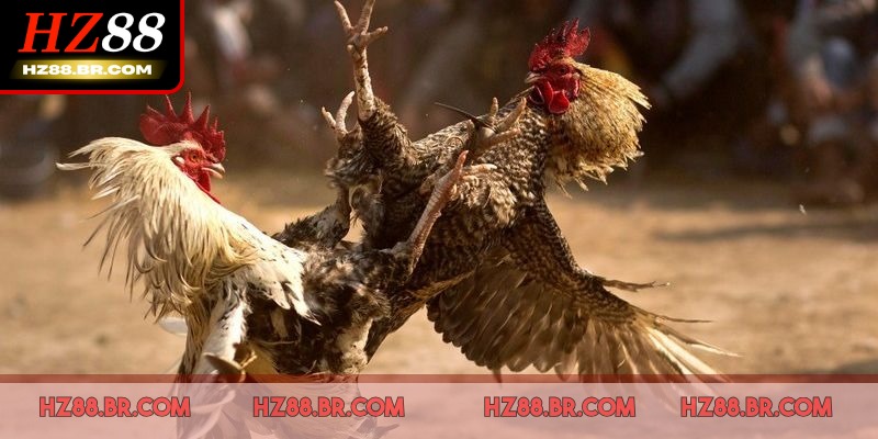 Đá Gà HZ88 đang là lựa chọn hàng đầu của người chơi