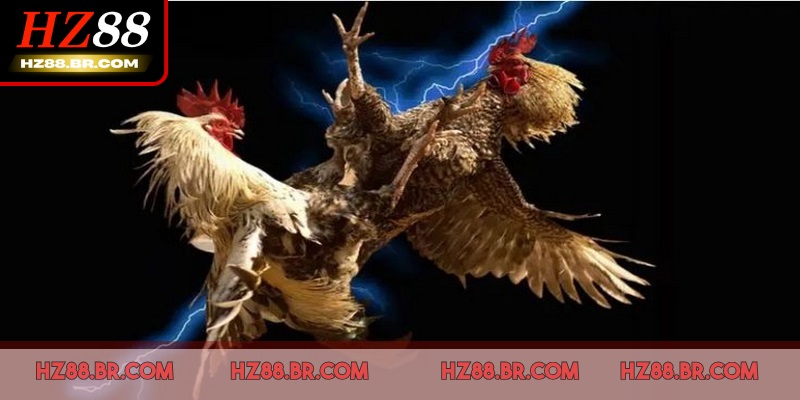 Các trận chọi kê được phát sóng trực tiếp một cách minh bạch